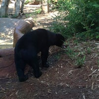 Photo taken at Sun Bear Exhibit by Scary S. on 6/15/2013