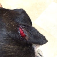 vca southpaws veterinary specialists & emergency center