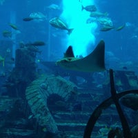 chambers aquarium lost