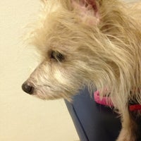 vca greater savannah animal hospital