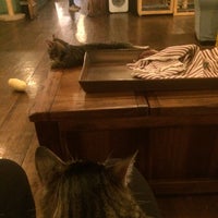  Brooklyn  Cat Cafe  Brooklyn  Heights 7 tips from 479 