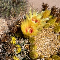 รูปภาพถ่ายที่ Desert Botanical Garden โดย Olena S. เมื่อ 9/4/2023