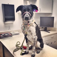 belcaro animal hospital vets