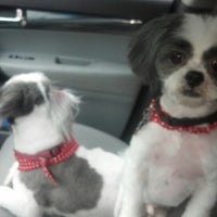 Loving touch pet best sale salon