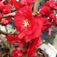 Pike Nurseries Garden Center In Peachtree City