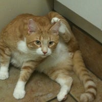 Healthy paws vca sales