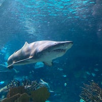 Снимок сделан в Ripley&amp;#39;s Aquarium of the Smokies пользователем Steve 7/26/2021