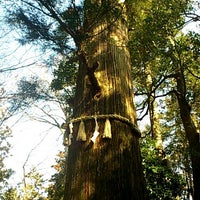 たこ杉 蛸杉 2個のtips