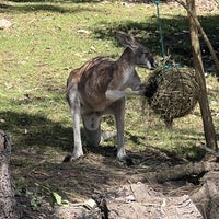 Снимок сделан в Taronga Zoo пользователем Cory M. 3/16/2024