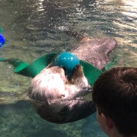Photo taken at Sea Otter Exhibit by Douglas S. on 4/14/2019