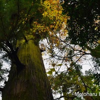 たこ杉 蛸杉 2個のtips