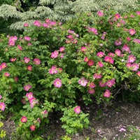 Photo taken at Whetstone Park of Roses by Pete S. on 5/29/2023
