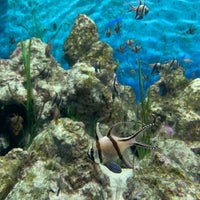 Photo taken at S.E.A. Aquarium by Pair P. on 3/9/2024