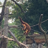 Photo taken at Free Ranging Orangutan Island by Dalton D. on 8/13/2019