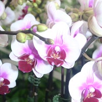 4/24/2016 tarihinde Orchid Fever Incziyaretçi tarafından Orchid Fever Inc'de çekilen fotoğraf