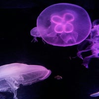 6/12/2013 tarihinde Adam F.ziyaretçi tarafından SEA LIFE Minnesota Aquarium'de çekilen fotoğraf