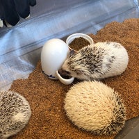 Photo taken at Harry Hedgehog Cafe by Heather R. on 12/31/2018