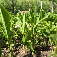 平取町芽生すずらん群生地 1 Tip