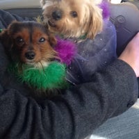 Photo taken at Beggin&amp;#39; Pet Parade by Stacey on 2/23/2014