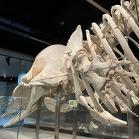 Photo taken at Lee Kong Chian Natural History Museum by Belinda A. on 2/14/2024