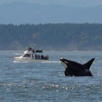 Foto scattata a Seattle Orca Whale Watching da Seattle Orca Whale Watching il 4/27/2016