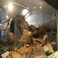 Photo taken at Mammals Gallery by inci on 6/6/2018