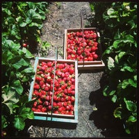 5/26/2013にKim F.がStrawberries on 903で撮った写真