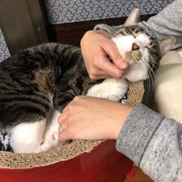 猫まるカフェ Tea Room In 錦糸町