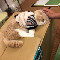 猫まるカフェ Tea Room In 錦糸町 猫まるカフェ Tea Room In 錦糸町