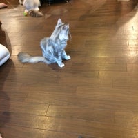 猫cafe ぐるぐる堂 Now Closed アメリカ村 大阪市 大阪府