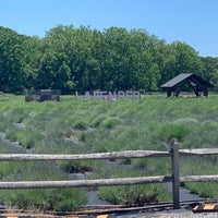 รูปภาพถ่ายที่ Lavender By the Bay - New York&amp;#39;s Premier Lavender Farm โดย Patrick C. เมื่อ 6/5/2022