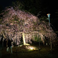Photo taken at Hirano-Jinja Shrine by みなも .. on 4/6/2024