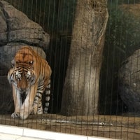 5/4/2016 tarihinde Tiffany T.ziyaretçi tarafından Lincoln Park Zoo'de çekilen fotoğraf