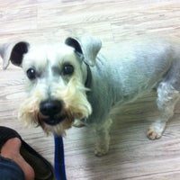 grandview veterinary