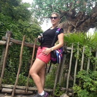 Animal Kingdom Parking Lot - Walt Disney World