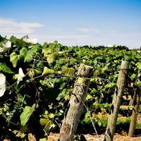 Das Foto wurde bei Penn Shore Winery and Vineyards von Penn Shore Winery and Vineyards am 5/4/2016 aufgenommen