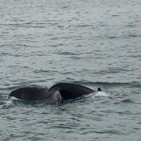 Photo taken at North Sailing Whale Watching by Takashi T. on 9/13/2018