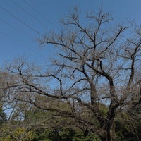 Photo taken at Komazawa Olympic Park by riceeball on 3/31/2024