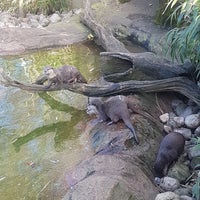 Photo taken at Otter Enclosure by Richard P. on 3/8/2018