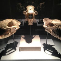 Photo taken at Dan L Duncan Hall of Paleontology by Garretto L. on 12/20/2012