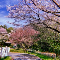 Photo taken at Sagamihara Asamizo Park by しぇぱーど on 4/13/2024