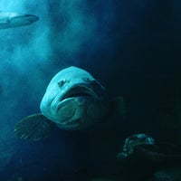 10/27/2015에 Ping T.님이 Underwater World And Dolphin Lagoon에서 찍은 사진
