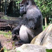 Photo taken at Gorilla Exhibit by Lene P. on 2/24/2019