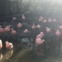 Photo taken at Flamingo Exhibit by Lene P. on 2/24/2019