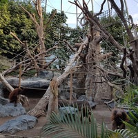 Orang Utan Haus Stellingen 213 Visitors