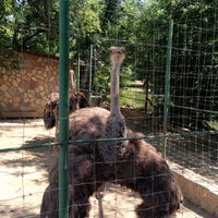 Photo taken at Skopje Zoo by Ivana A. on 7/11/2016