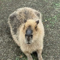 Photo taken at Izu Shaboten Zoo by Supakan K. on 4/8/2024