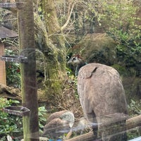 Photo taken at Izu Shaboten Zoo by Supakan K. on 4/8/2024