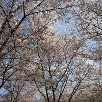 Photo taken at Cherry Blossom Grove by Christina H. on 4/12/2014