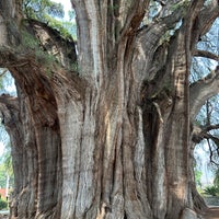 Review Árbol del Tule